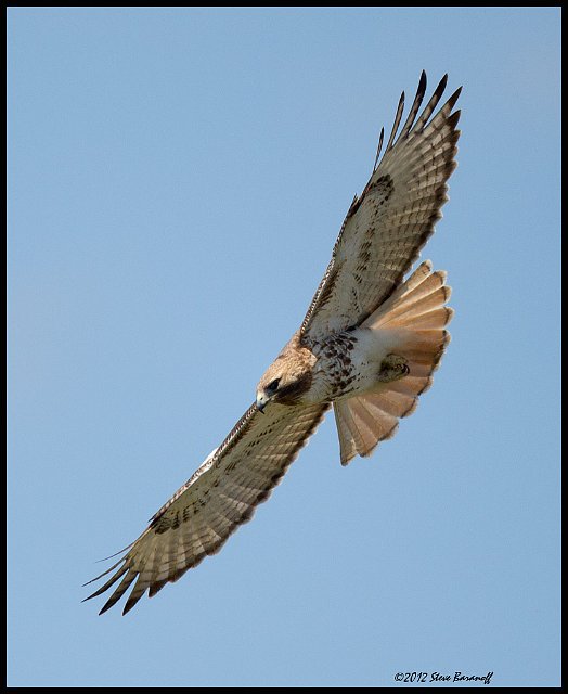 _2SB8198 red-tailed hawk.jpg